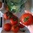 Pinecreek Farmstall - a must for lovers of farm-style food!