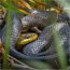 Snake Season on the Garden Route
