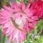 Flowers Along The Fernkloof Nature Reserve Hiking Trails