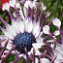 The Hermanus Flower Festival 2013