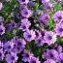 Hermanus Botanical Societies Flower Festival 2014