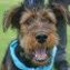 CANSA Bark For Life – 2014