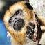 Monkeyland Land Sale
