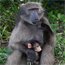 Baboons - Croc and shark attacks make headlines