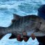Threatened fish in SA waters