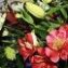 St Peter’s Church Hermanus Flower Festival 2014