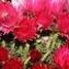 Hermanus Botanical Societies Flower Festival 2014